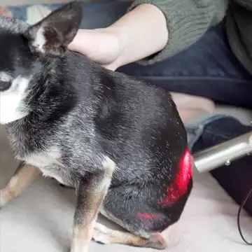 Bestqool Red Light Therapy for Pets Review