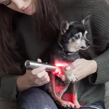 Bestqool Red Light Therapy for Pets Reviews