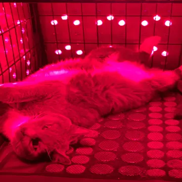 lightpathled pet panel pad review