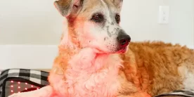 MitoPETS Pad Review: An Excellent  Choice for All-Around Pet Health