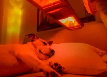 Beneficios de la Terapia de Luz Roja para Mascotas (Perros, Gatos y Otros Animales)