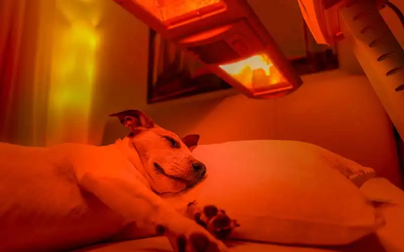 Benefits of Red Light Therapy for Pets (Dogs, Cats and Other Animals)