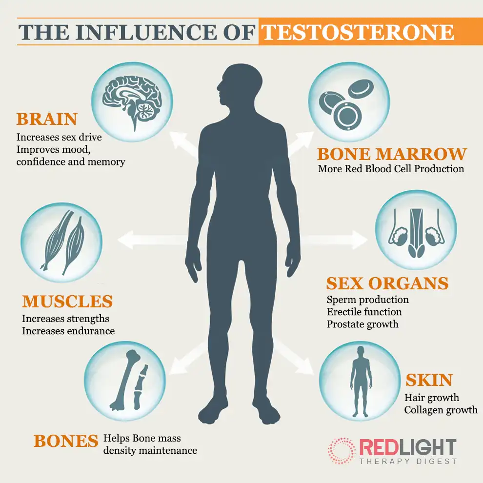 Influence of testosterone